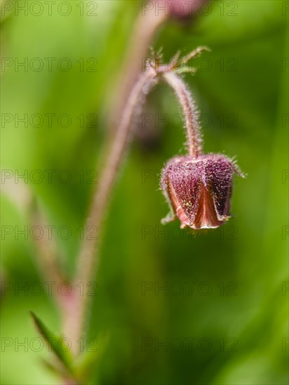 Water avens (Geum rivale), Piding, Berchtesgadener Land, Bavaria, Germany, Europe