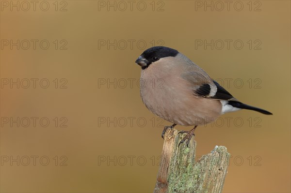 Eurasian bullfinch (Pyrrhula pyrrhula), female, sitting on a tree stump, Wilnsdorf, North Rhine-Westphalia, Germany, Europe