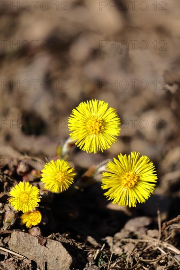 Coltsfoot (Tussilago farfara), close-up of a group of flowers by the wayside, Wilnsdorf, North Rhine-Westphalia, Germany, Europe