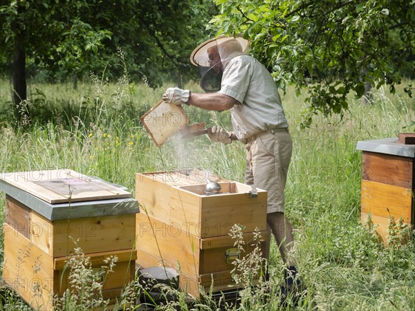 Beekeeper in protective clothing inspecting a frame with honey bees (Apis mellifera), North Rhine-Westphalia, Germany, Europe