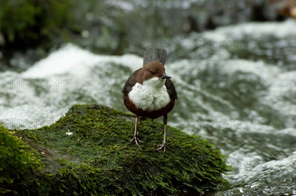 White-throated Dipper (Cinclus cinclus) sitting on rocks in rushing water looking for food, Paderborn, North Rhine-Westphalia, Germany, Europe