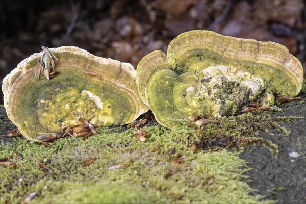 Hairy bracket (Trametes hirsuta), Emsland, Lower Saxony, Germany, Europe