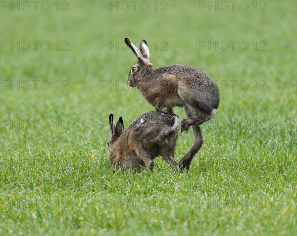 European hare (Lepus europaeus), mating, copula on a grain field, after mating the female hare throws off the male hare, wildlife, Thuringia, Germany, Europe