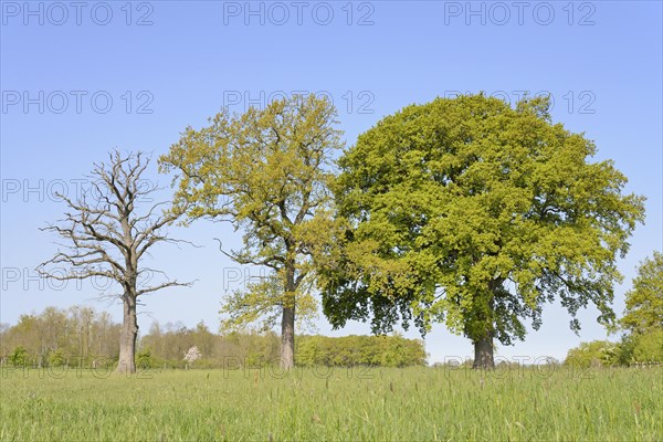 Three oak trees (Quercus), standing deadwood, two trees with blossoms and leaf buds on a pasture, blue sky, North Rhine-Westphalia, Germany, Europe