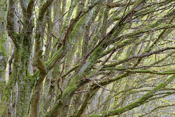 Deciduous trees, mossy european hornbeams (Carpinus betulus), Eastern Eifel, Rhineland-Palatinate, Germany, Europe