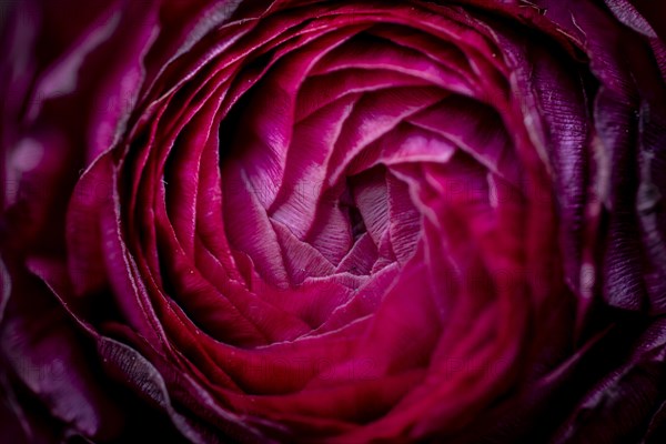 Petals, red persian buttercup (Ranunculus asiaticus), flowering, Germany, Europe