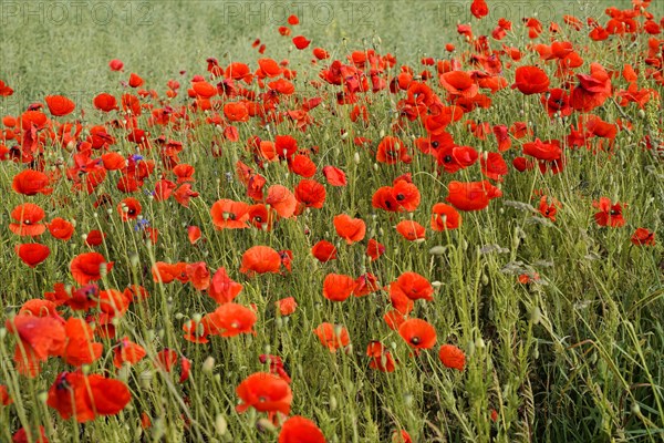 Poppy flowers (Papaver rhoeas), Baden-Wuerttemberg, Dense field of red poppies with green surroundings, poppy flowers (Papaver rhoeas), Baden-Wuerttemberg, Germany, Europe