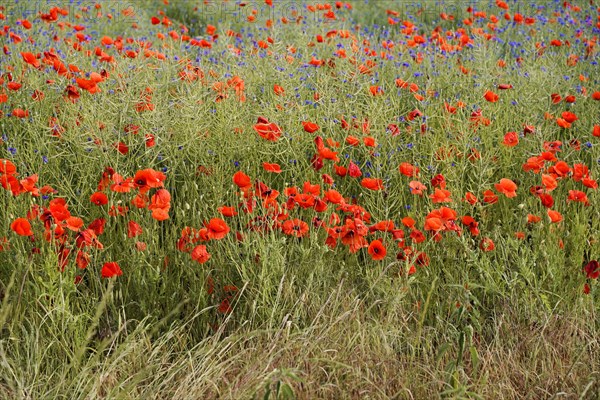 Poppy flowers (Papaver rhoeas), Baden-Wuerttemberg, A colourful flower field with red poppies and blue cornflowers, poppy flowers (Papaver rhoeas), Baden-Wuerttemberg, Germany, Europe