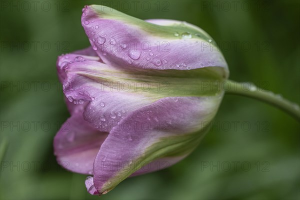 Tulip blossom (Tulipa Groenland) with dewdrops, Emsland, Lower Saxony, Germany, Europe