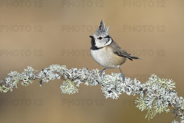 Crested tit (Lophophanes cristatus), sitting on a branch overgrown with reindeer lichen (Cladonia rangiferina), North Rhine-Westphalia, Germany, Europe