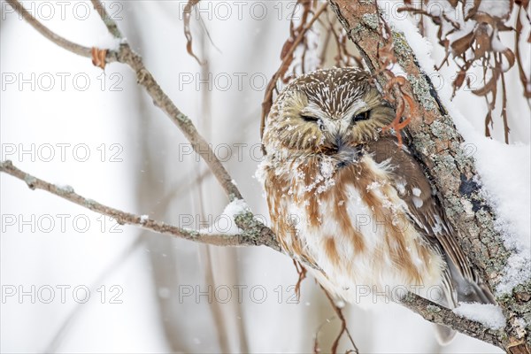 Northern saw-whet owl (Aegolius acadicus), perched on a tree after a snowfall, forest of Yamachiche, province of Quebec, Canada, AI generated, North America