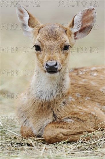 Chital (Axis axis), juvenile, captive, occurring in Asia