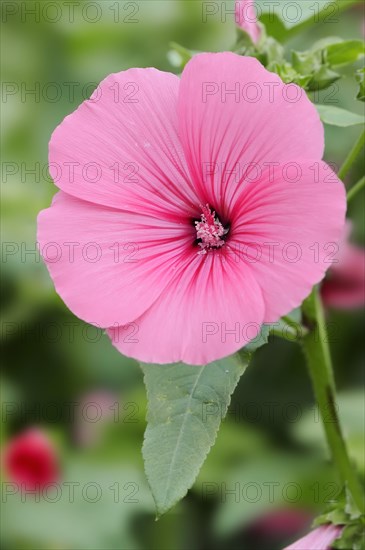 Annual mallow (Lavatera trimestris), flower, ornamental plant, North Rhine-Westphalia, Germany, Europe