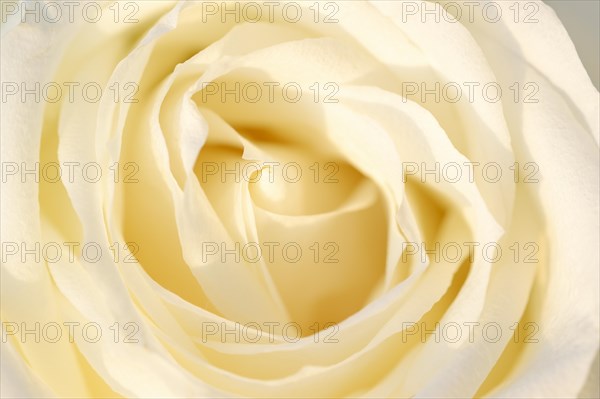Garden rose or rose (Rosa hybrida), detail of the flower, ornamental plant, North Rhine-Westphalia, Germany, Europe