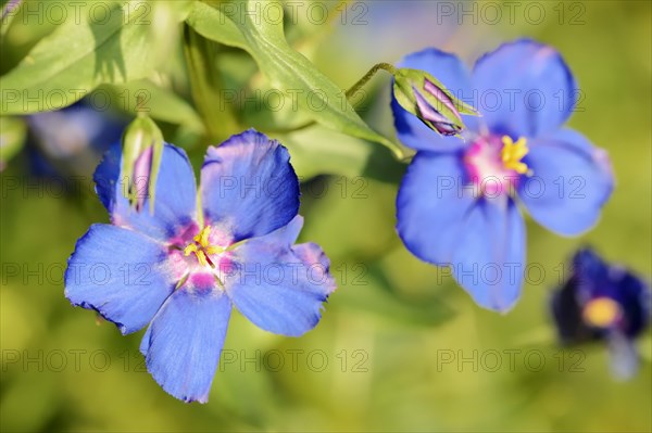 Blue pimpernel (Anagallis monellii), flowers, native to the western Mediterranean region