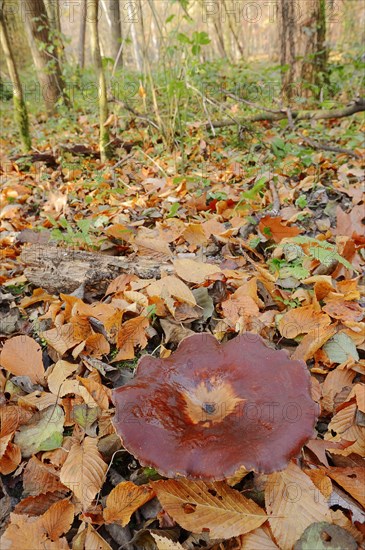 Chestnut-brown stem porling or black-red porling (Picipes badius, Polyporus badius), autumn, North Rhine-Westphalia, Germany, Europe