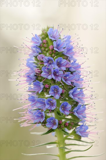 Magnificent viper's bugloss (Echium nervosum, Echium fastuosum), inflorescence, native to Madeira, ornamental plant, North Rhine-Westphalia, Germany, Europe