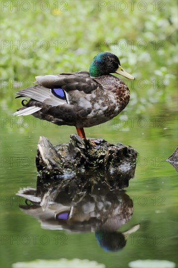 Mallard (Anas platyrhynchos), drake, North Rhine-Westphalia, Germany, Europe