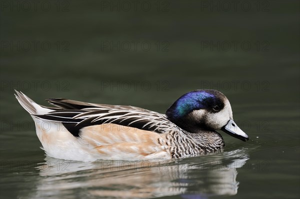 Chilean wigeon or Chilean wigeon (Anas sibilatrix, Mareca sibilatrix), captive, occurring in South America