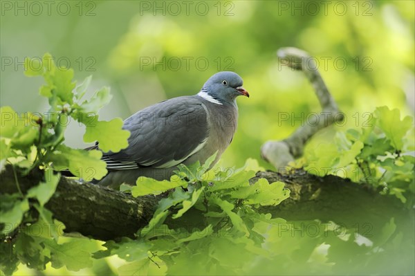 Common wood pigeon (Columba palumbus), North Rhine-Westphalia, Germany, Europe