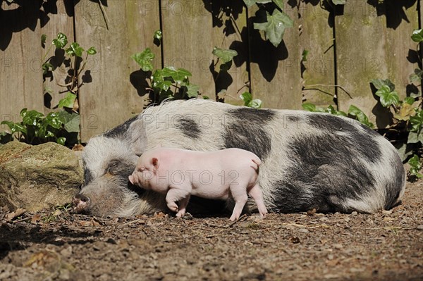 Goettingen minipig (Sus scrofa f. domestica), sow and piglet, North Rhine-Westphalia, Germany, Europe