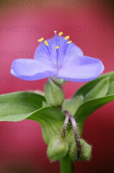 Garden three-master flower (Tradescantia andersoniana), flower, ornamental plant, North Rhine-Westphalia, Germany, Europe