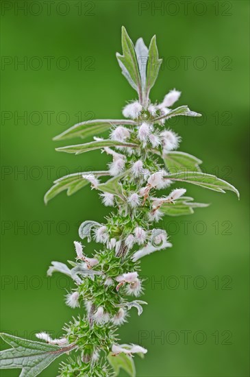 Lions tail (Leonurus cardiaca), inflorescence, spice and medicinal plant, North Rhine-Westphalia, Germany, Europe