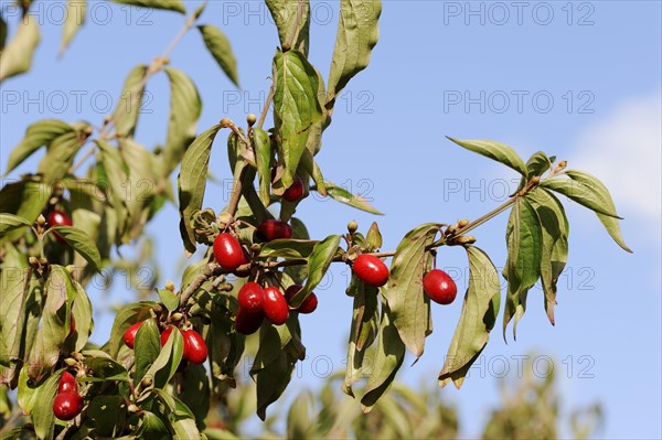 Cornelian cherry (Cornus mas), branch with fruit, North Rhine-Westphalia, Germany, Europe