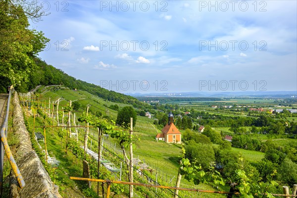 Vineyard landscape and vineyard church on Leitenweg in Pillnitz, Dresden, Saxony, Germany, Europe