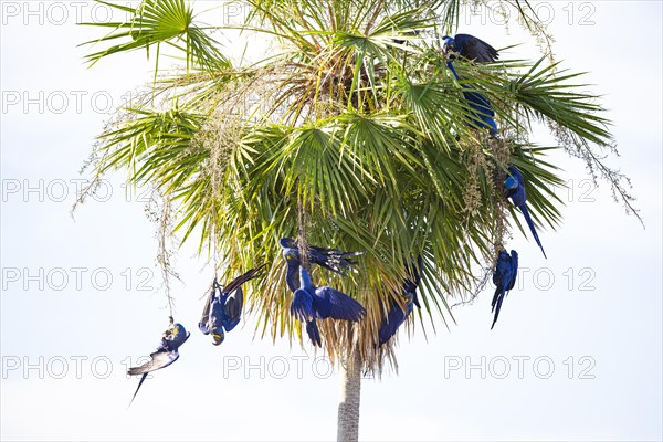 Hyacinth Macaw (Anodorhynchus hyacinthinus) Pantanal Brazil