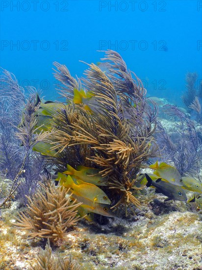 Group of schoolmaster snappers (Lutjanus apodus) in a typical Caribbean reef landscape. Dive site John Pennekamp Coral Reef State Park, Key Largo, Florida Keys, Florida, USA, North America