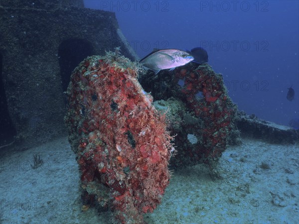 Winch on the wreck of the USS Spiegel Grove, dive site John Pennekamp Coral Reef State Park, Key Largo, Florida Keys, Florida, USA, North America