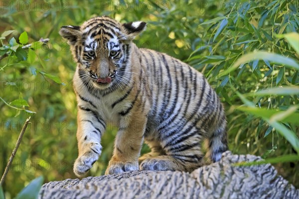 A single tiger young stands on a tree trunk and looks attentively, Siberian tiger, Amur tiger, (Phantera tigris altaica), cubs