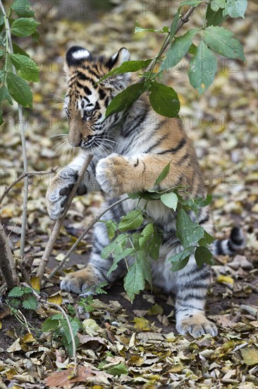 A young tiger peeks out from behind a bush, surrounded by autumn foliage, Siberian tiger, Amur tiger, (Phantera tigris altaica), cubs