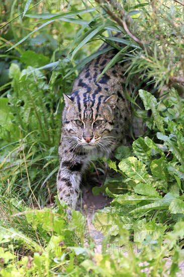 Wildcat making its way through dense greenery that gives a jungle feel, fishing cat (Prionailurus viverrinus)