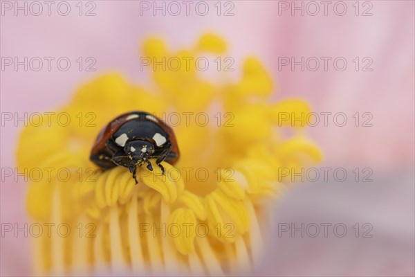 Seven-spot ladybird (Coccinella septempunctata) adult on a garden Camellia flower in spring, England, United Kingdom, Europe