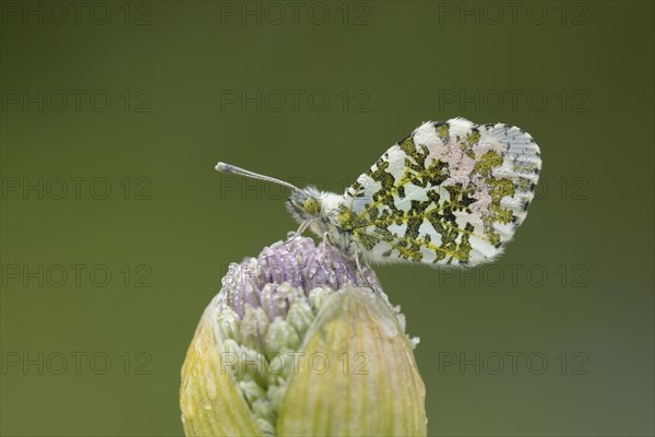 Orange tip butterfly (Anthocharis cardamines) adult male resting on a garden Allium flower in spring, Suffolk, England, United Kingdom, Europe