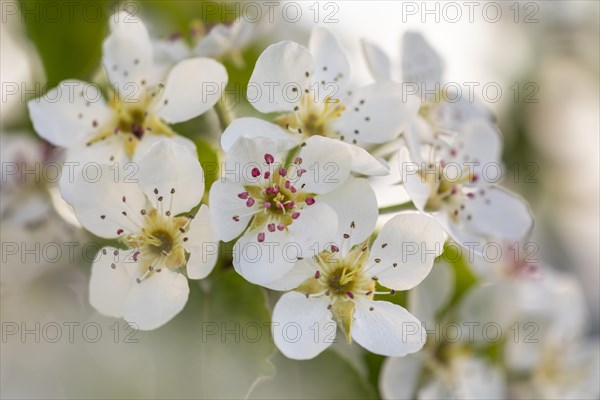 Pear tree blossom (Pyrus), pome fruit family (Pyrinae), meadow orchard, spring, Langgassen, Pfullendorf, Linzgau, Baden-Wuerttemberg, Germany, Europe