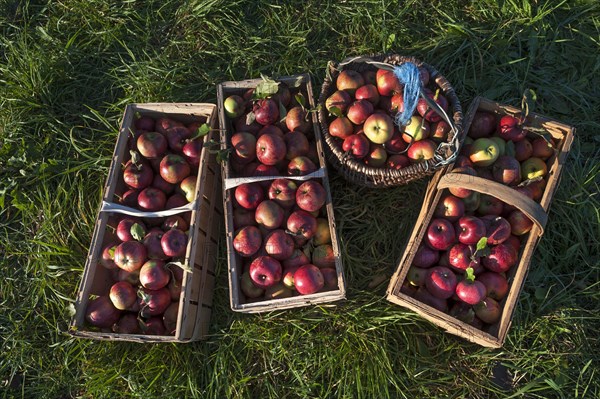 Freshly picked apples in baskets of the Winterrambur variety (Malus domestica) in the grass, Middle Franconia, Bavaria, Germany, Europe