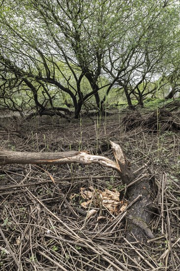 Old willows (Salix alba) in a quarry forest, beaver damage, Emsland, Lower Saxony, Germany, Europe