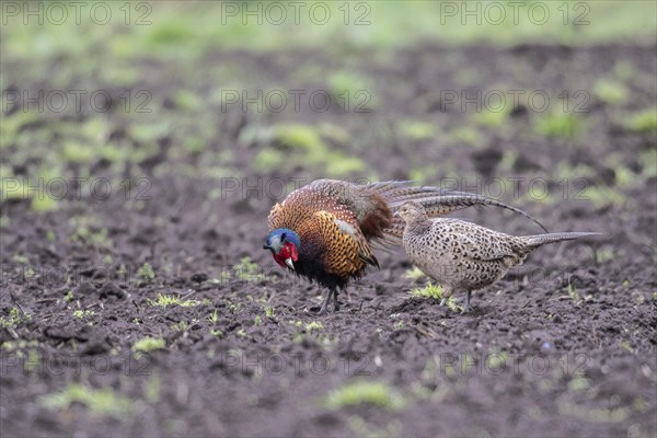 Hunting pheasants (Phasianus colchicus), courtship display, Emsland, Lower Saxony, Germany, Europe