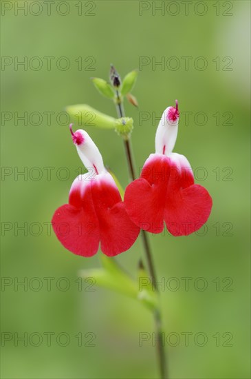 Blackcurrant sage or baby sage (Salvia microphylla), flowers, native to North America, ornamental plant, North Rhine-Westphalia, Germany, Europe