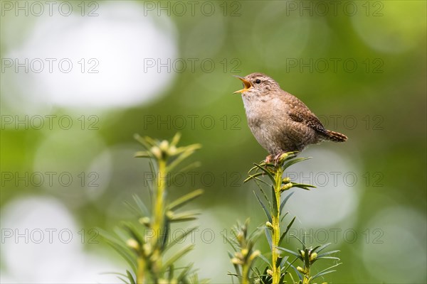 Eurasian wren (Troglodytes troglodytes) singing while sitting on a plant in a green environment, Hesse, Germany, Europe
