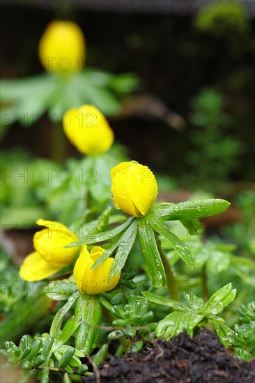 Winter aconite (Eranthis hyemalis) in bloom, with water droplets, plant, flower, early bloomer, yellow, Wilnsdorf, North Rhine-Westphalia, Germany, Europe