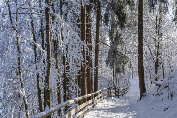 Forest path to the Eisenberg castle ruins near Pfronten in Allgaeu, Swabia, Bavaria, Germany, Pfronten, Bavaria, Germany, Europe