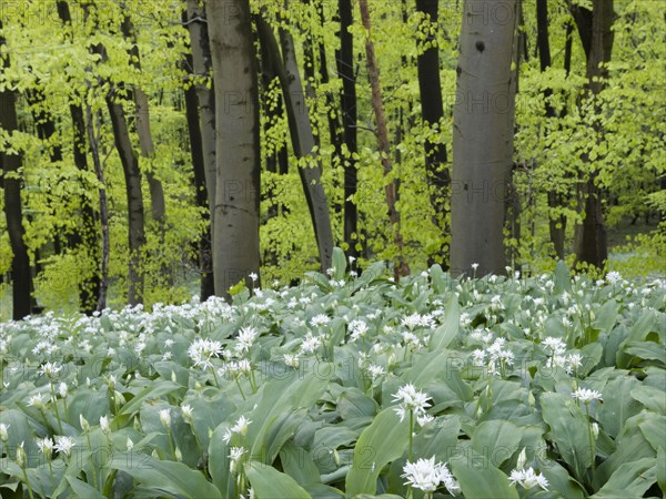 Ramson (Allium ursinum) in spring in the beech forest, Teutoburg Forest, North Rhine-Westphalia, Germany, Europe
