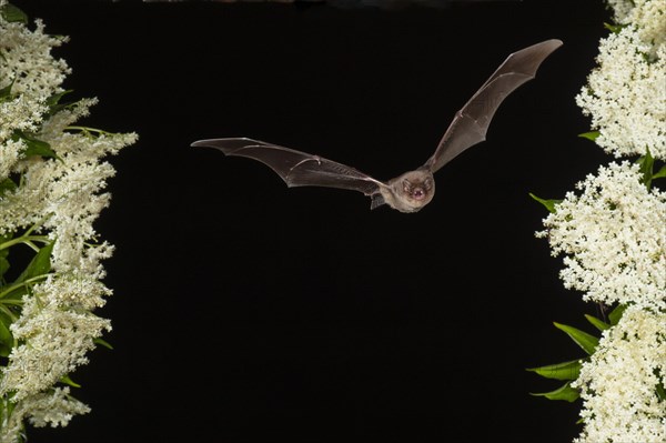 Common bent-wing bat (Miniopterus schreibersii) flying past a flowering elder (Sambucus), Pleven, Bulgaria, Europe