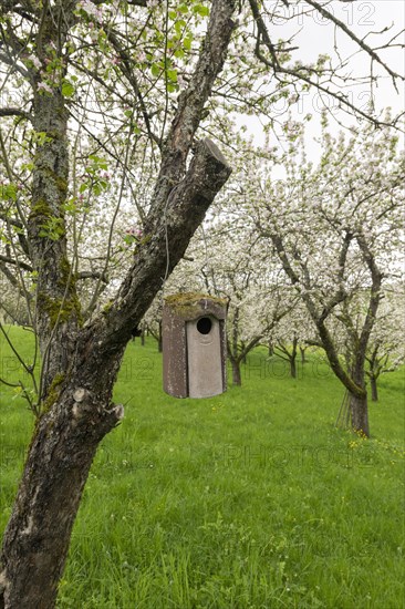 Nesting box for songbirds, meadow orchard, flowering apple trees, Baden, Wuerttemberg, Germany, Europe