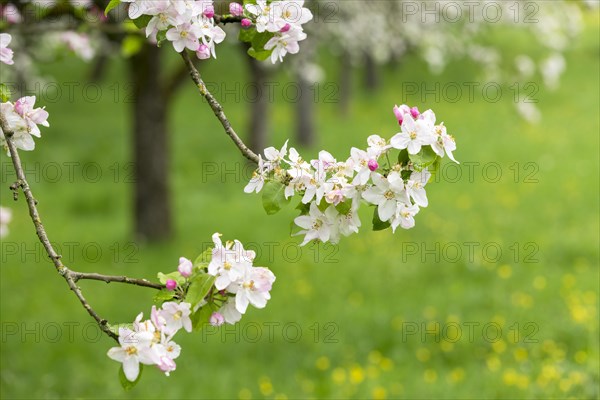 Branches of a blossoming apple tree, meadow orchard, Baden, Wuerttemberg, Germany, Europe