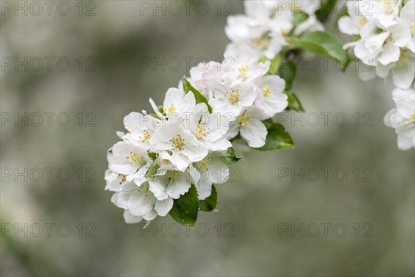 Branch of a blossoming apple tree, meadow orchard, Baden, Wuerttemberg, Germany, Europe